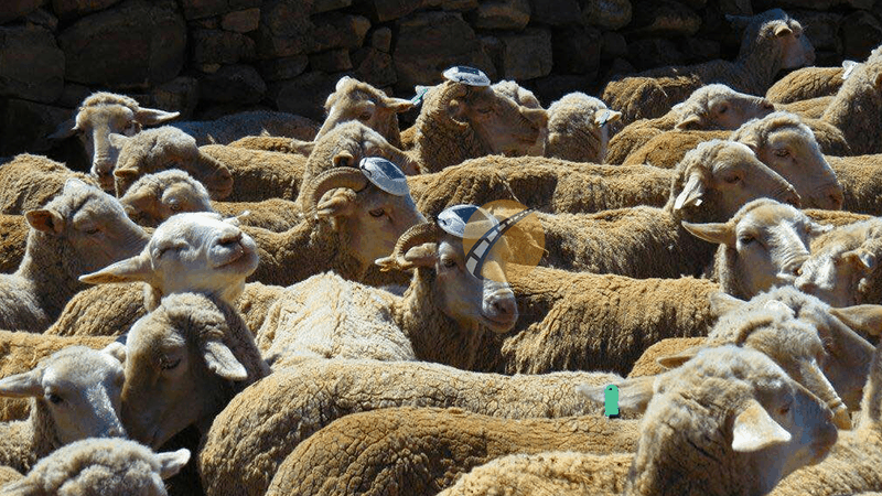 led cat eye road stud on farm