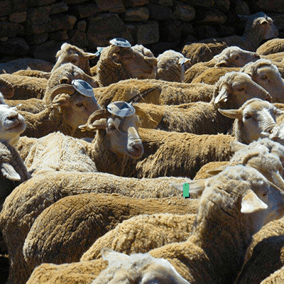 Round Solar Cat Eyes Road Stud in the Farm